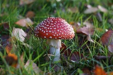 Poster - Closeup shot of a fly agaric mushroom in a forest during the day