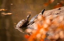 A Couple Of Turtles Embracing The Warm Sun