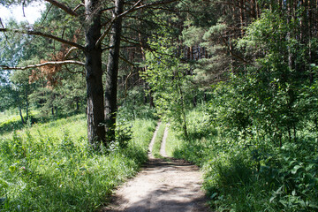 Canvas Print - dirt path in the forest