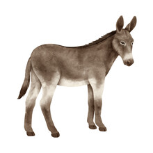 Donkey PNG Format With Transparent Background