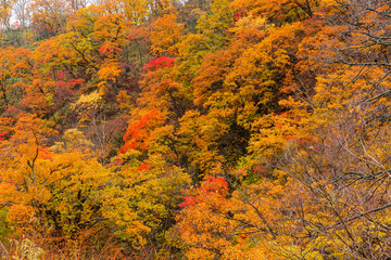 Wall Mural - beautiful forest in autumn season