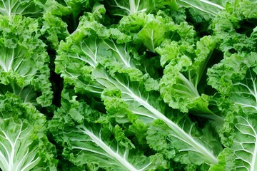 Wall Mural - Closeup of fresh lettuces - perfect for food background