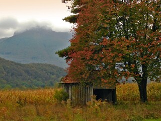 Wall Mural - rural