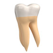 © Francesco Milanese - 3d rendering illustration of a stylized human second molar tooth