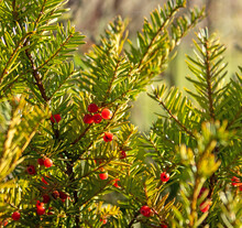 Bright Red Yew Berries Glow In The Autumn Sun