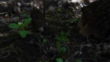 Soft Focus. Camera Moves Towards Black Morel (or Morchella) Mushroom Growing On Fallen Leaves In Dark Forest In The Spring. Real Time Video. Mushroom Hunting Theme.
