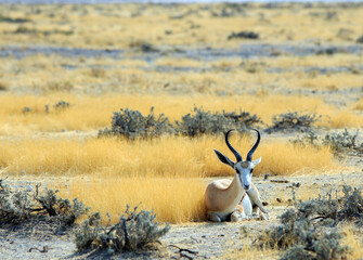 Wall Mural - Black Faced Impala (Aepyceros melampus) Buck laying down resting on the dry yellow plains in Etosha National Park, Namibia