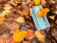 The Medical Mask Is No Longer Needed, Not Relevant, Lying On The Ground In Autumn Leaves.  Used Non-recyclable Disposable Masks Are Garbage, Pollute The Environment 