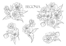 Begonia. Set Of Flowers And Leaves. Isolated Vector Illustration.