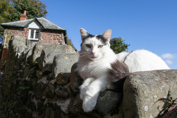 Wall Mural - cat on the wall