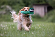 Springer spaniel running across a meadow carrying a green shoe