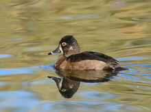Female Ring Necked Duck On The Gold