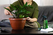 © strigana - Hands of home gardener do soil aeration with rake in flower pot of Zamioculcas. House Plant care and urban jungle garden concept.
