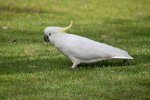 The Sulphur Crested Cockatoo Is A White Bird With A Yellow Crest