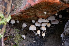 Closeup Of Coprinellus Disseminatus (fairy Inkcap) Mushrooms From Psathyrellaceae Family