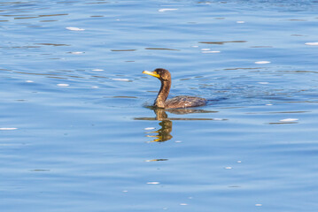 Wall Mural - great crested grebe