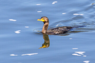 Wall Mural - cormorant on ater