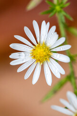 Poster - daisy with dew drops