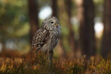 Ural Owl (Strix Uralensis) Is A Large Nocturnal Owl.
