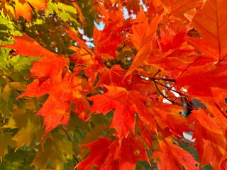 red maple leaves