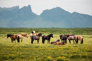 Poster - Herd of wild horses grazing on a field in the countryside of Iceland