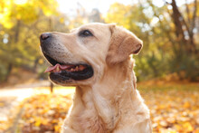 Cute Labrador Retriever Dog In Sunny Autumn Park, Closeup