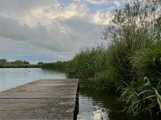 Poster - Picturesque view of river reeds and cloudy sky