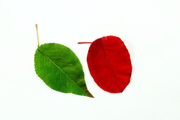 Sticker - colorful red and green fall or autumn leaves texture on white background
