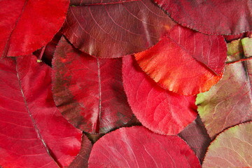colorful red fall or autumn leaves texture background
