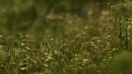 Wall Mural - Wild weeds are swinging by the wind in slow motion.