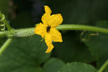 Bee On Blooming Cucumber Plant Against Blurred Background, Closeup