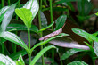 brown grasshopper on green leaf in hot summer