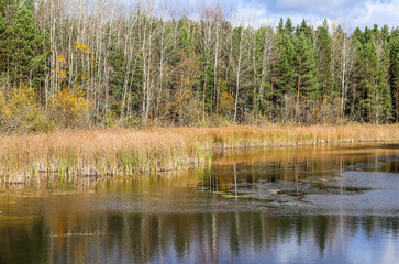 Wall Mural - Autumn forest and beautiful lake. Bright colored trees and plants reflecting in the water