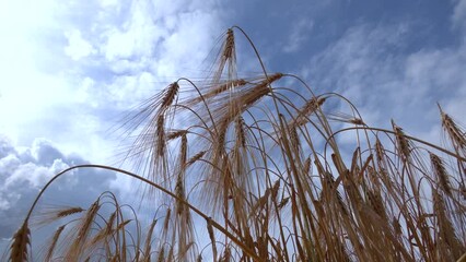 Wall Mural - Grain crops on field against blue sky. View below of grains crop on field. Ears of cereals at sunlight, lens flare light effect, low angle view