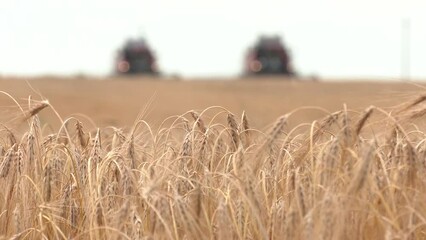 Wall Mural - Harvesting wheat in summer. Two red harvesters are working in the field. Harvester harvester agricultural machine harvesting golden ripe wheat on the field.
