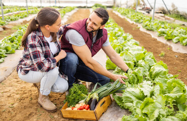 Poster - Love, farmer and couple farming vegetables, natural healthy food and sustainable agriculture on land outdoors. Smile, sustainability and happy woman enjoys harvesting growth and working with partner