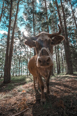 Poster - a cow standing in the middle of a forest with trees in the background and a blue sky above it.