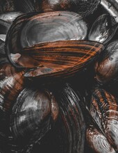 Vertical Of Mussel Shell Background
