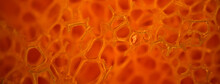 Macro Texture Fiber Magnification Microscope Bright Blood