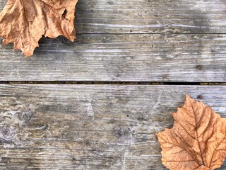  autumn leaves on wooden background