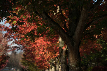 Wall Mural - Red  and orange tones on maple foliage - 1