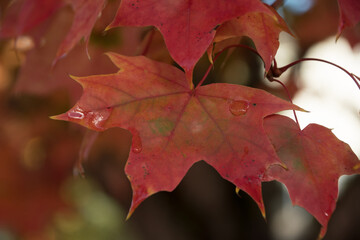Wall Mural - Raindrops on  maple foliage