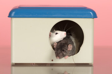 Wall Mural - two domestic rats in a house