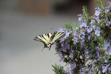 Wall Mural - Iphiclides podalirius