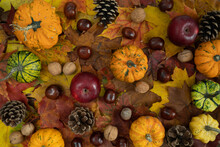 Autumn Flat Lay Composition For Thanksgiving Or Halloween. Variety Of Decorative Gourds, Pumpkins, Walnuts, Cones, Apples And Fresh Conkers From A Horse Chestnut Tree On Colorful Fall Leaves.