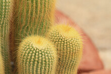 Cactus Thorn Close Up