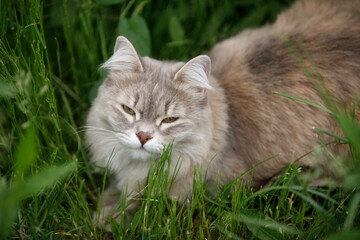 Wall Mural - Gray fluffy cat on the green grass of the lawn