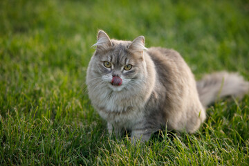 Wall Mural - Gray fluffy cat on the green grass of the lawn