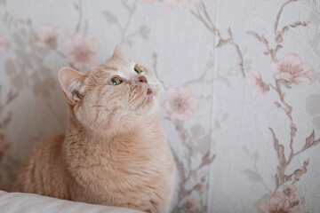 Wall Mural - British peach cat sits and looks up.