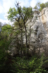 Sticker - trees in the mountains